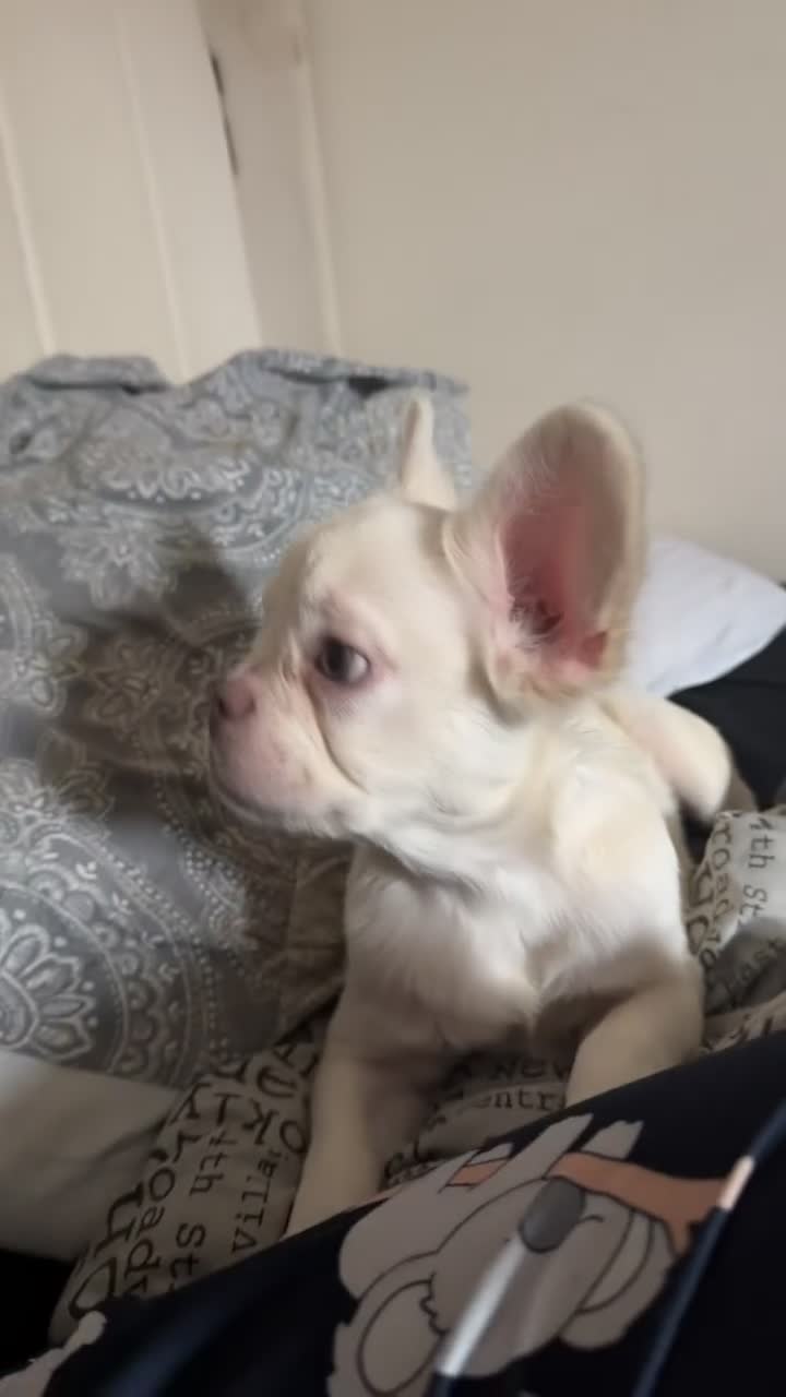 French Bulldog dogs for sale: 8 month frenchie pup OPEN TO OFFERS - Video 1