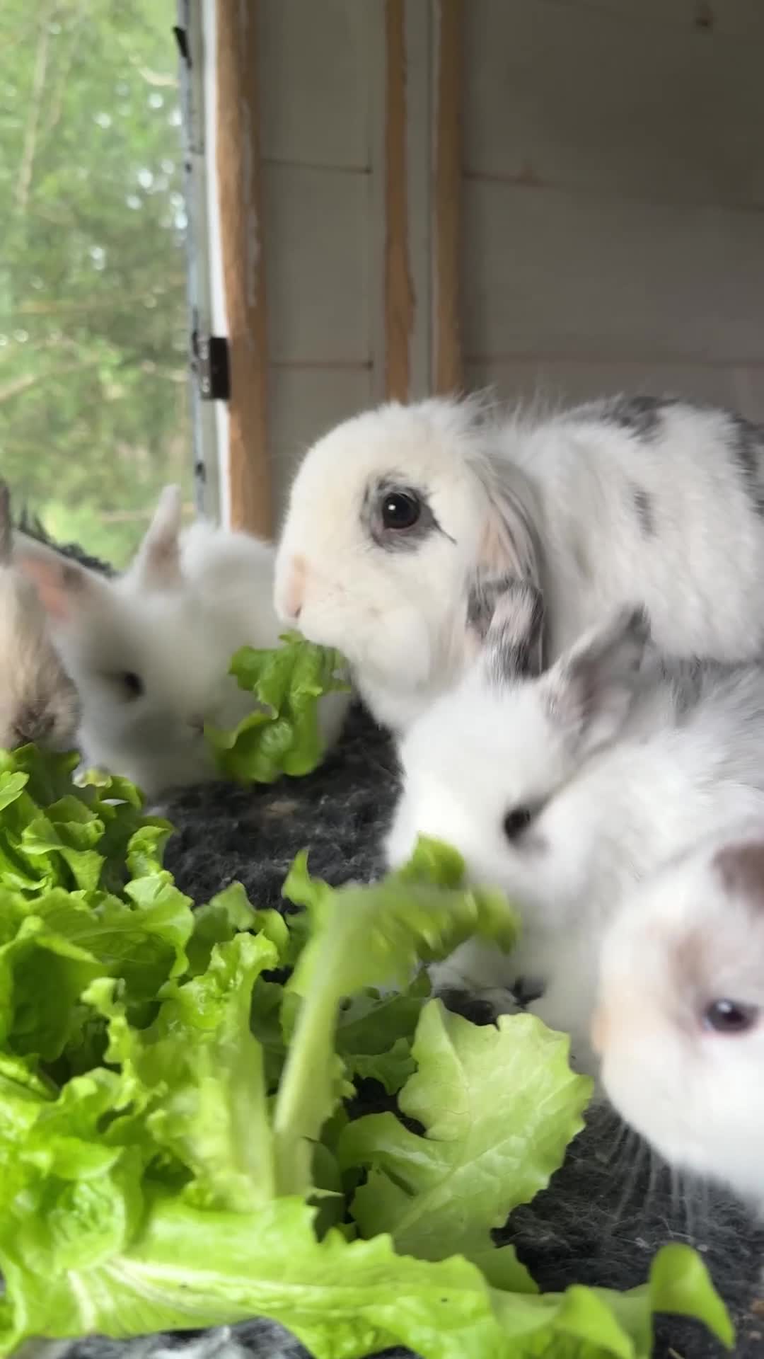 Angora rabbits for sale:     Beautiful Baby Angora Cross Rabbits - Video 1