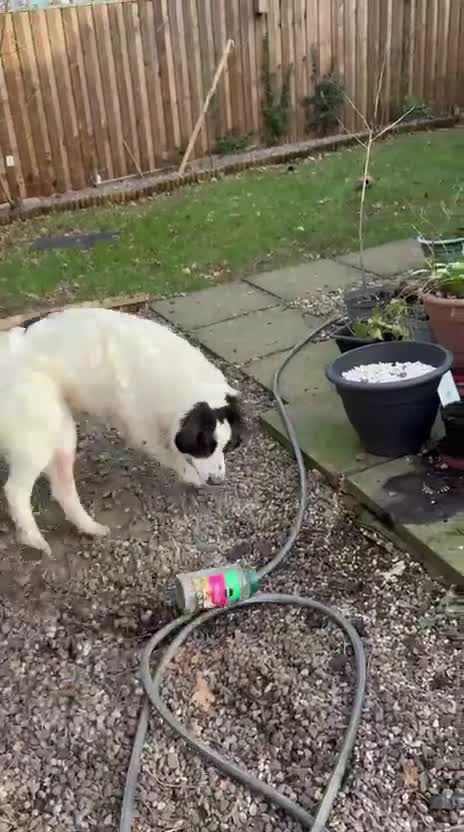 Mixed Breed dogs for adoption: ACE - HELP HIM COME UP TRUMPS! - Video 1