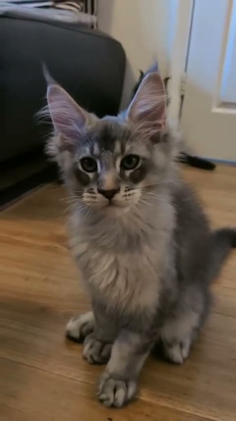Maine Coon cats for sale: 🌟TICA🌟 reg pure maine coons - Video 4