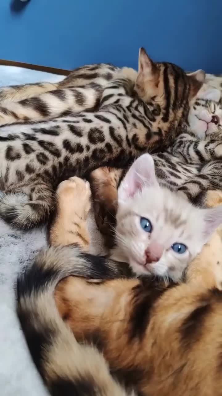 Bengal cats for sale: Bengal cats  - Video 3