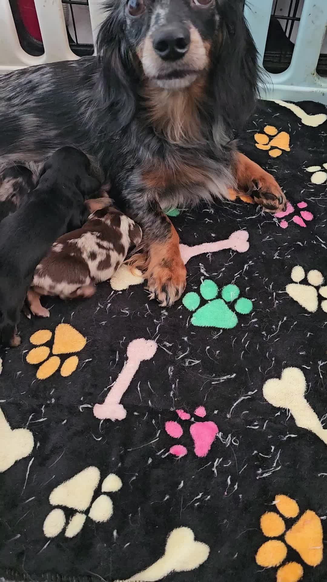Miniature Dachshund dogs for sale: 3 beautiful longhaired dapple dachshund - Video 1