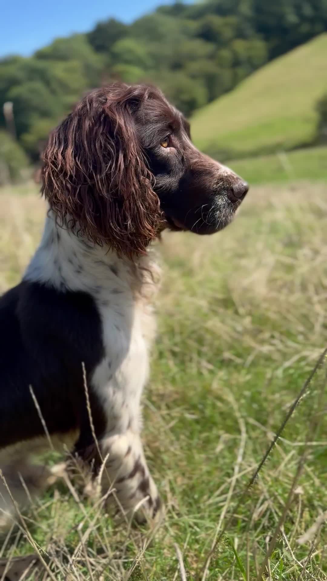 English Springer Spaniel dogs for sale: Excellent quality kc springer spaniel pups  - Video 2