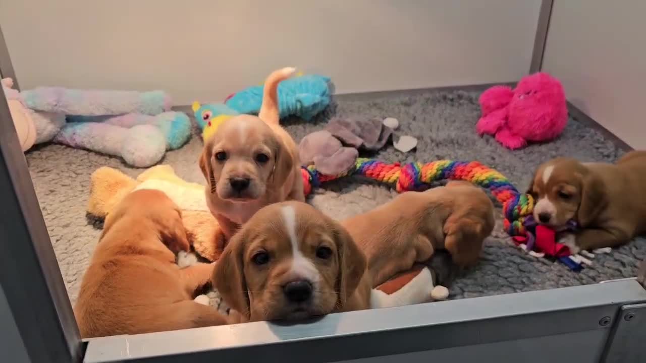 Bocker dogs for sale: Beautiful Red Bocker Pups - Ready 18.02.26 - Video 2