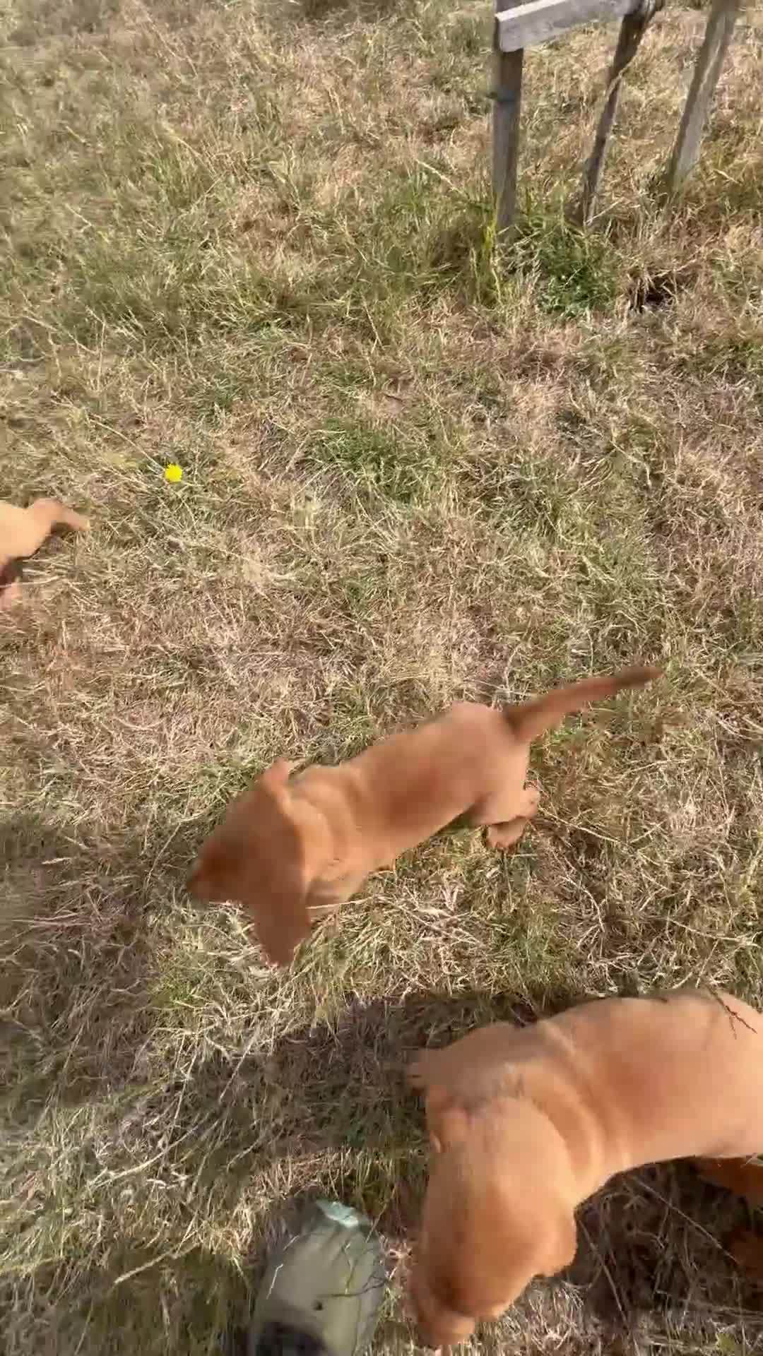 Labrador Retriever dogs for sale: FOX RED PUPPY’S - Video 2