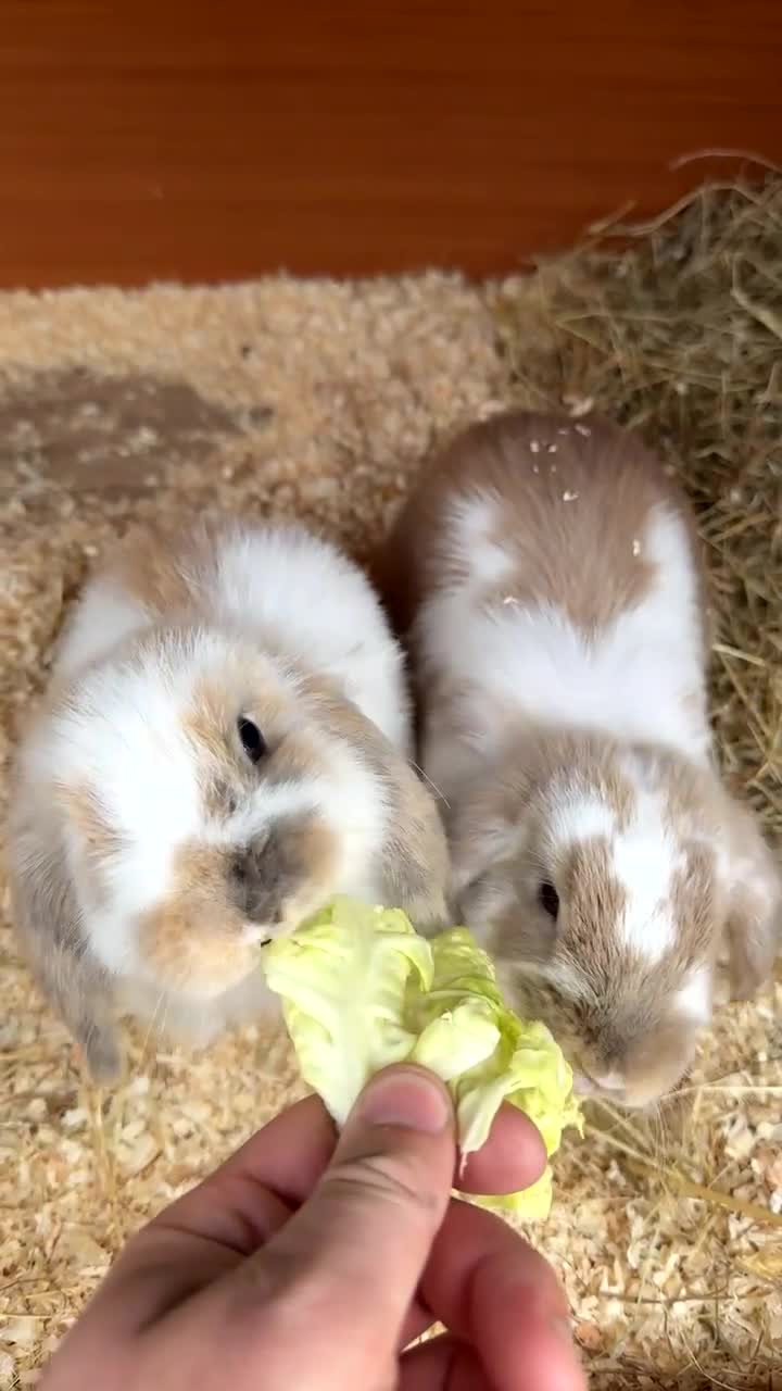 Mini Lop rabbits for sale: 2x mini lops and hutch  - Video 1