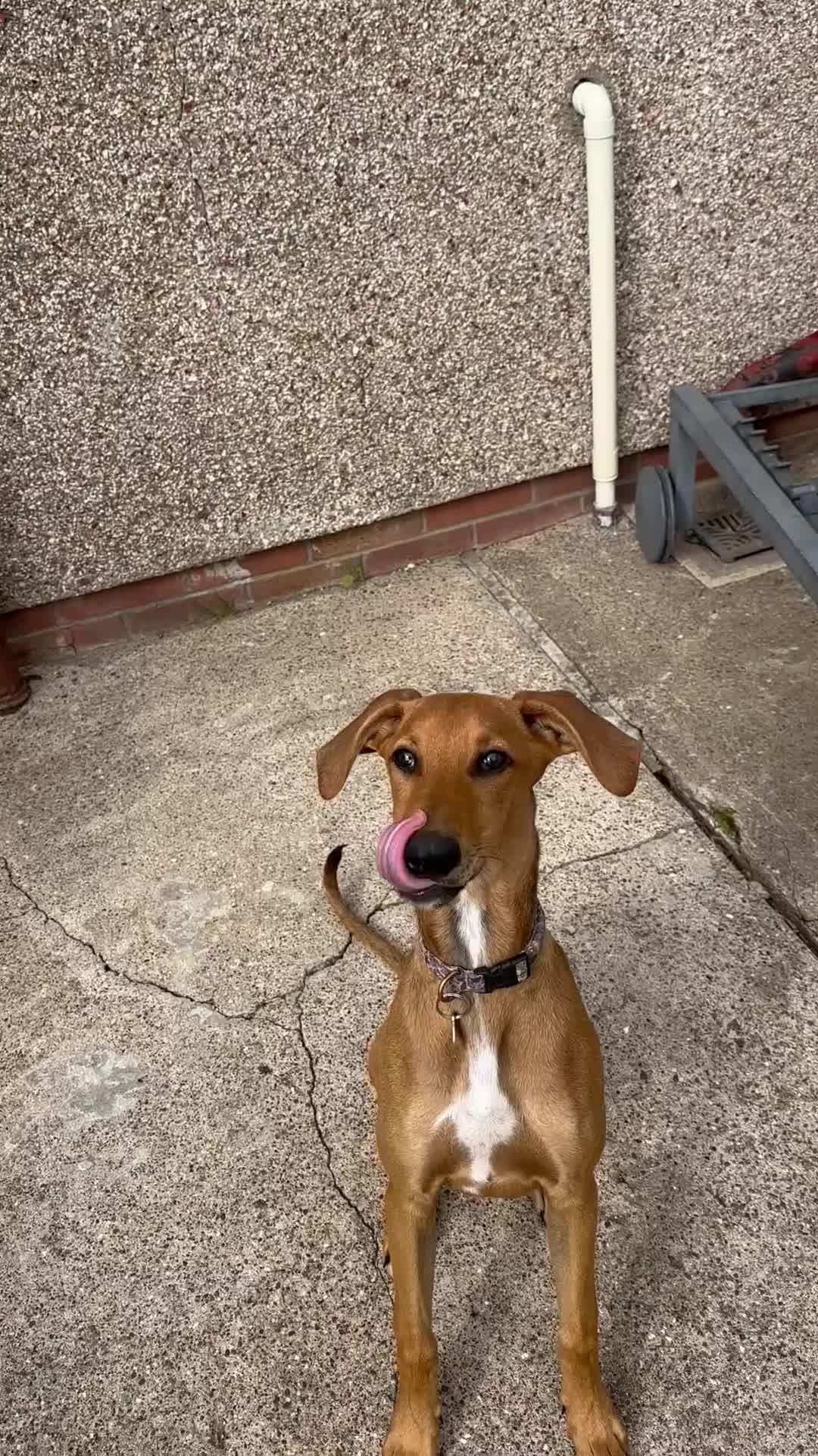 Mixed Breed dogs for sale: Mara - Doberman X Lurcher 7 month old girl - Video 3