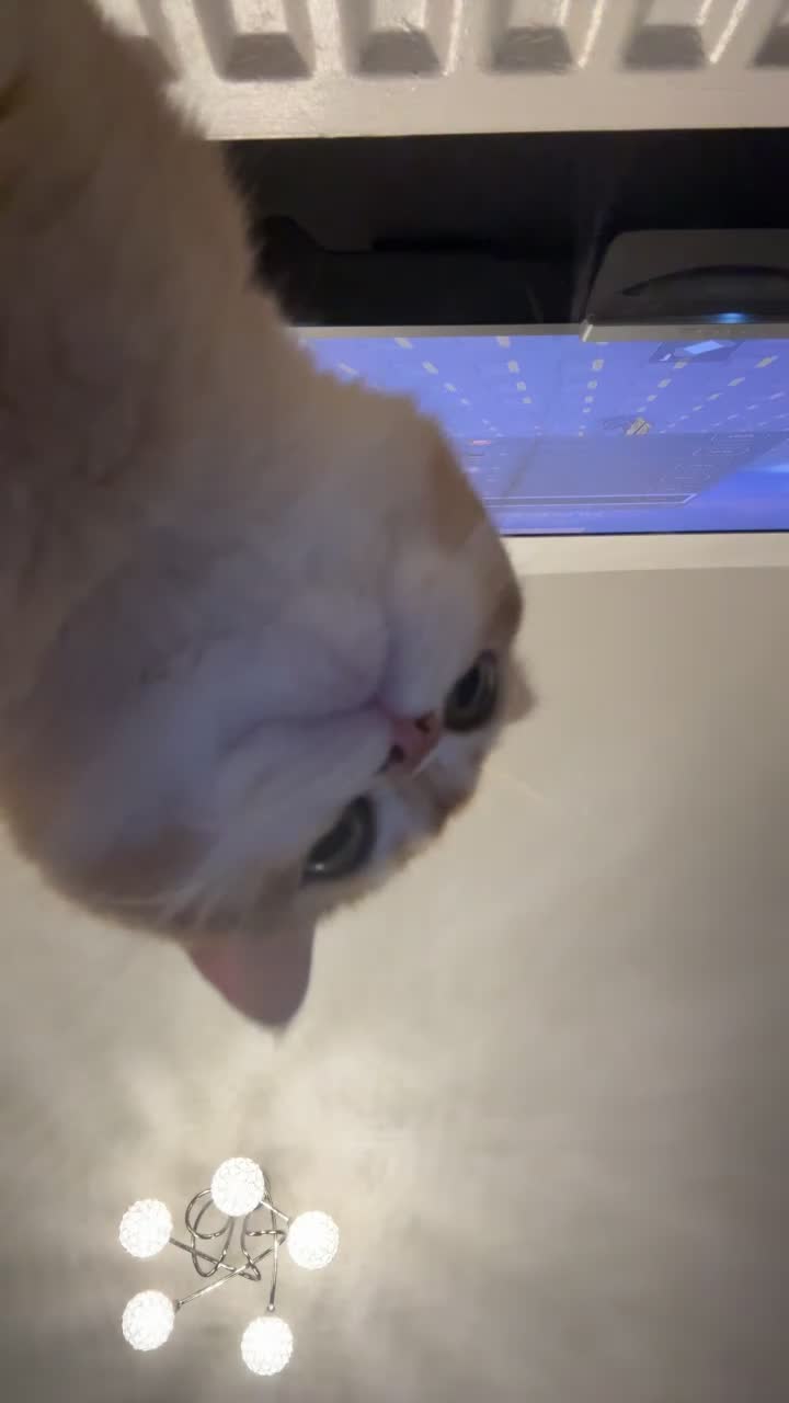 Scottish Fold cats for sale: Male Black Golden Tipped Scottish Straight - Video 1