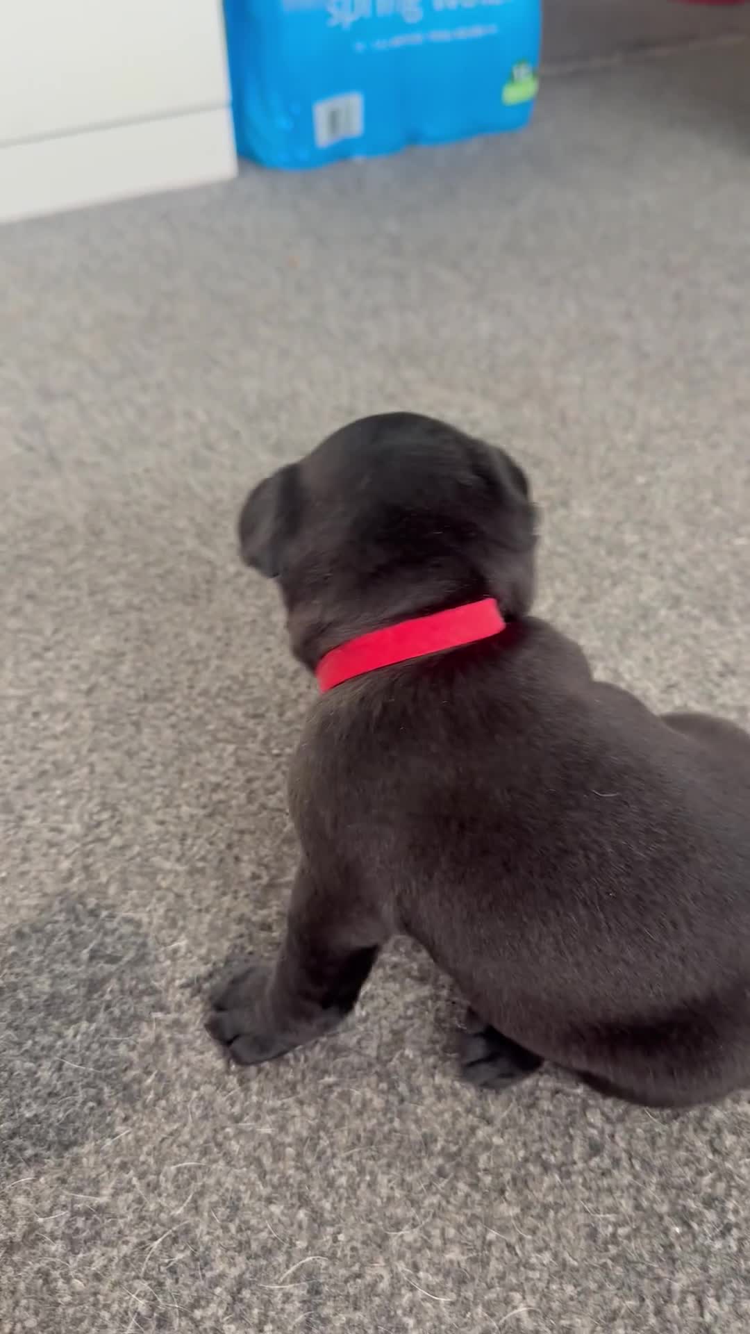 French Bulldog dogs for sale: French bulldog puppies looking for loving homes  - Video 3