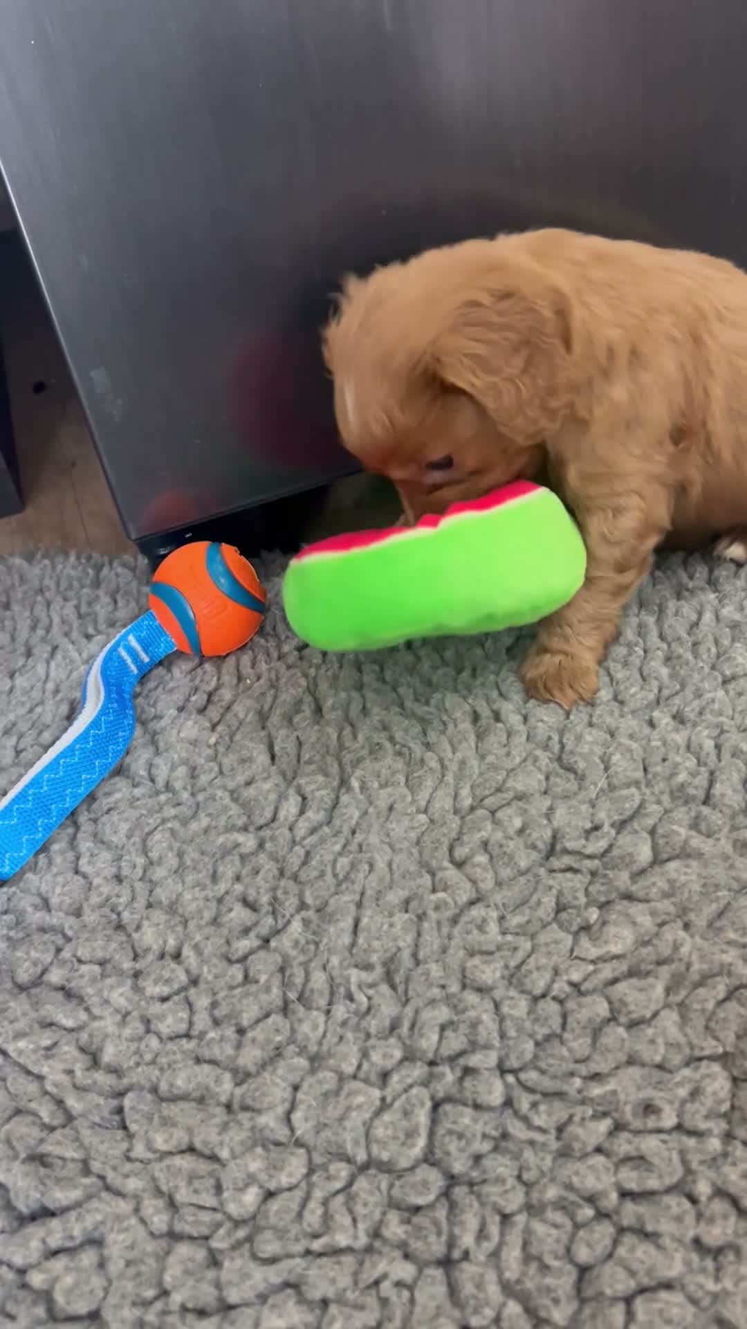 Cavapoo dogs for sale: stunning Cavapoo puppies up for sale  in Egremont - Video 1