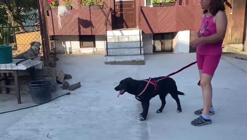 Mixed Breed dogs for adoption: Meet BLUE !  A lovely young boy, for a Loving Home - Video 5