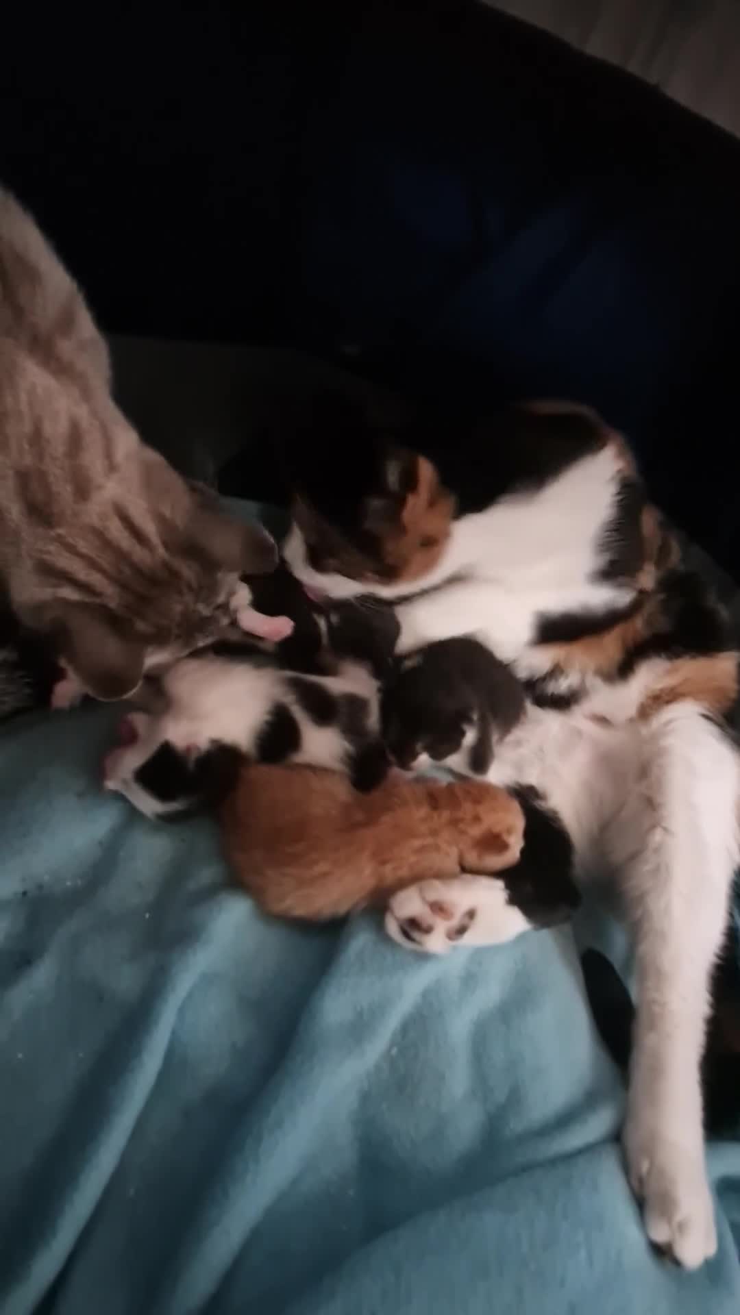 Mixed Breed cats for sale: 4 Adorable chunky kittens. - Video 1