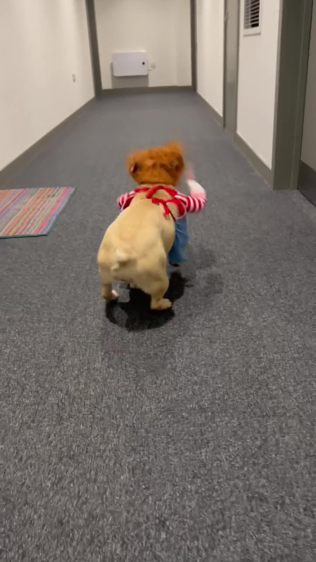 French Bulldog dogs for sale: French Bulldog - Video 1