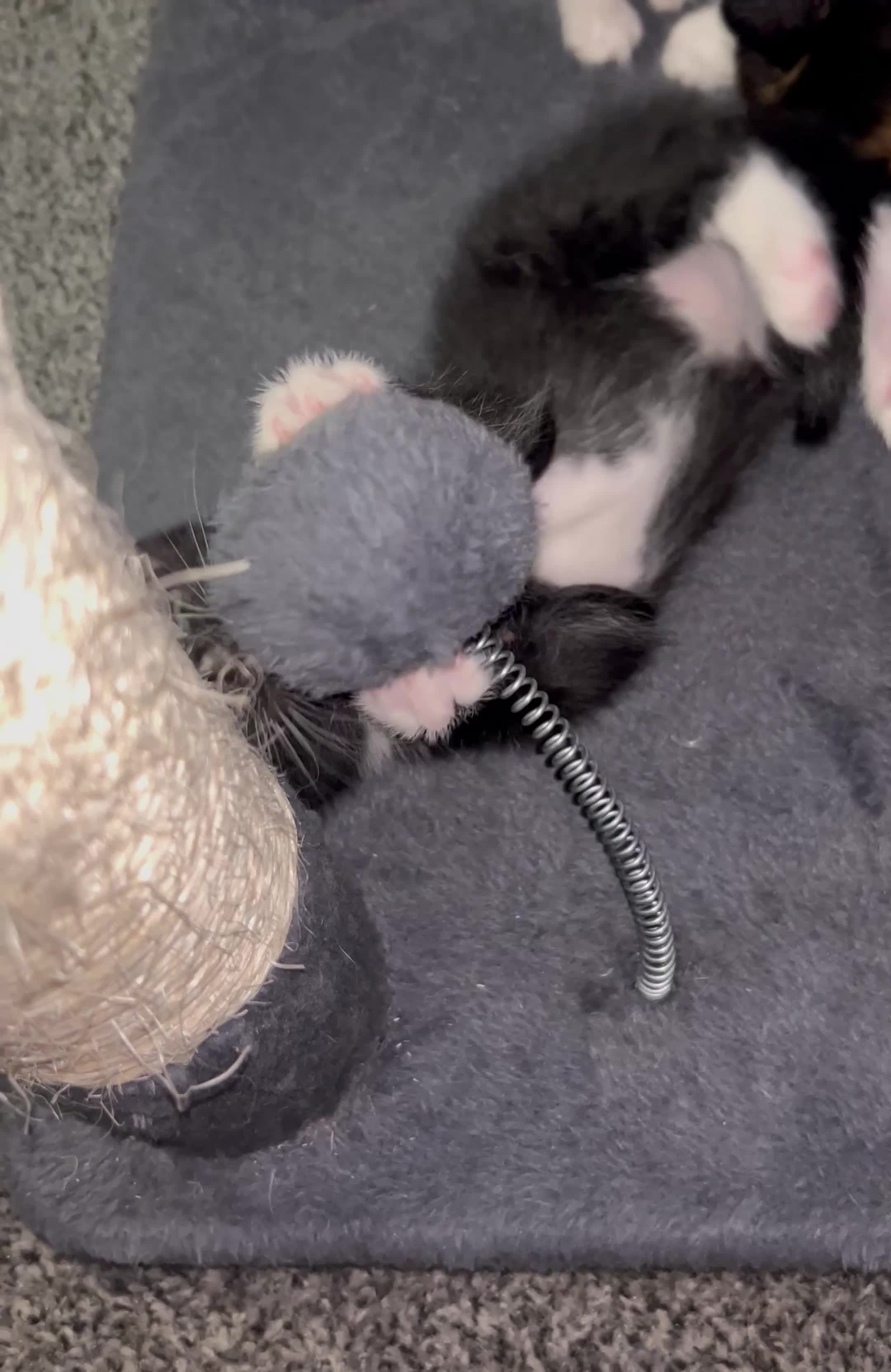 Mixed Breed cats for sale: Beautiful Domestic Shorthair Kittens  🐾 - Video 5