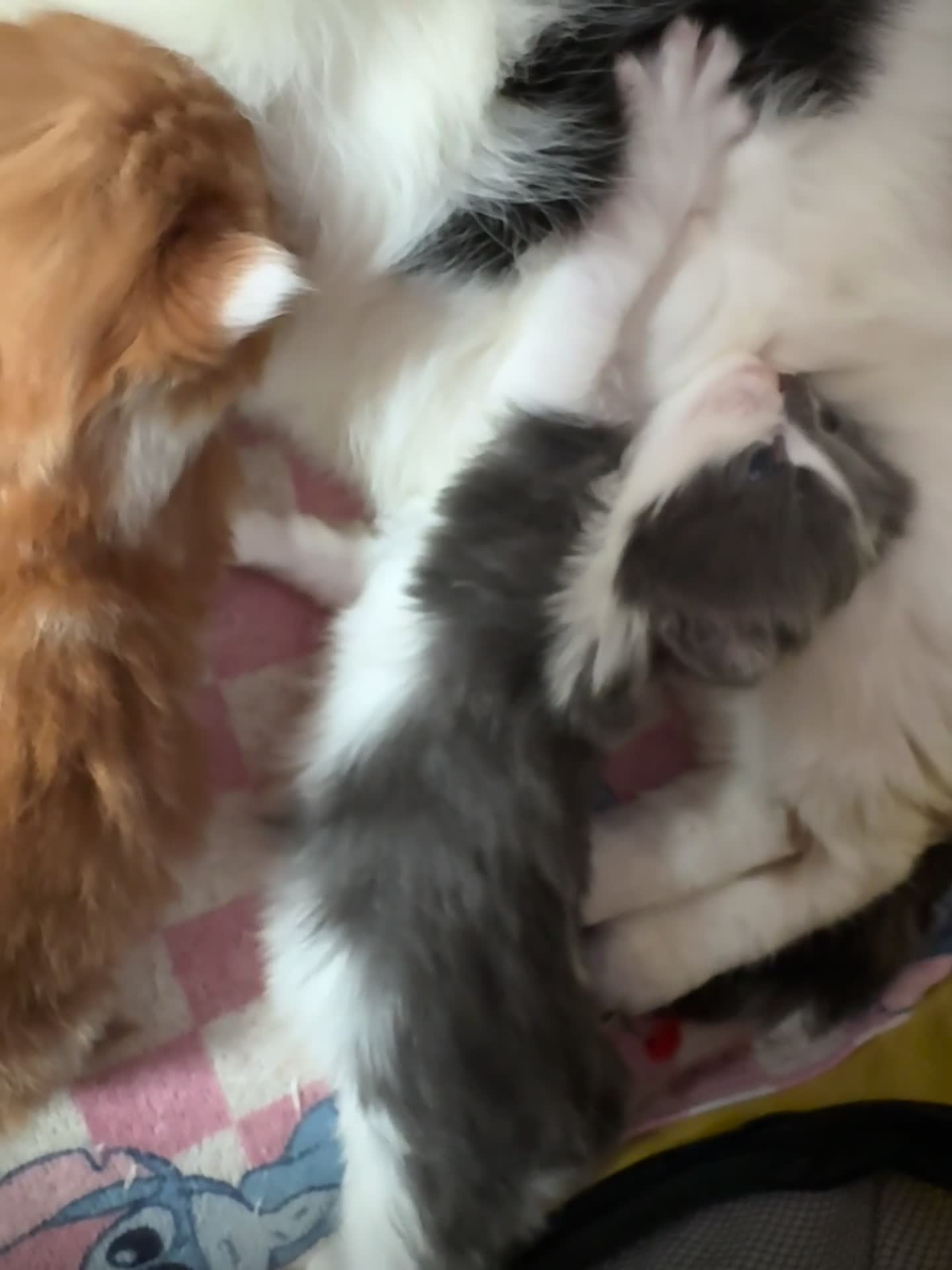 Mixed Breed cats for sale: Beautiful half Maine coon kittens Grey and ginger  - Video 1