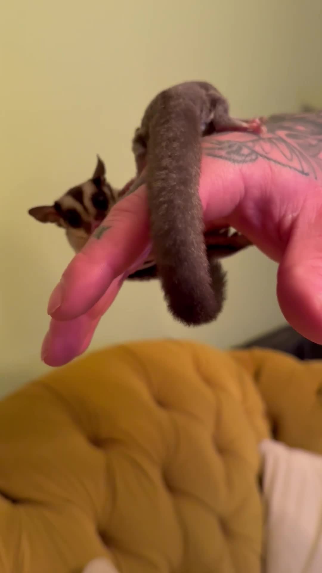 Sugar Glider rodents for sale: male and female ready to go - Video 1