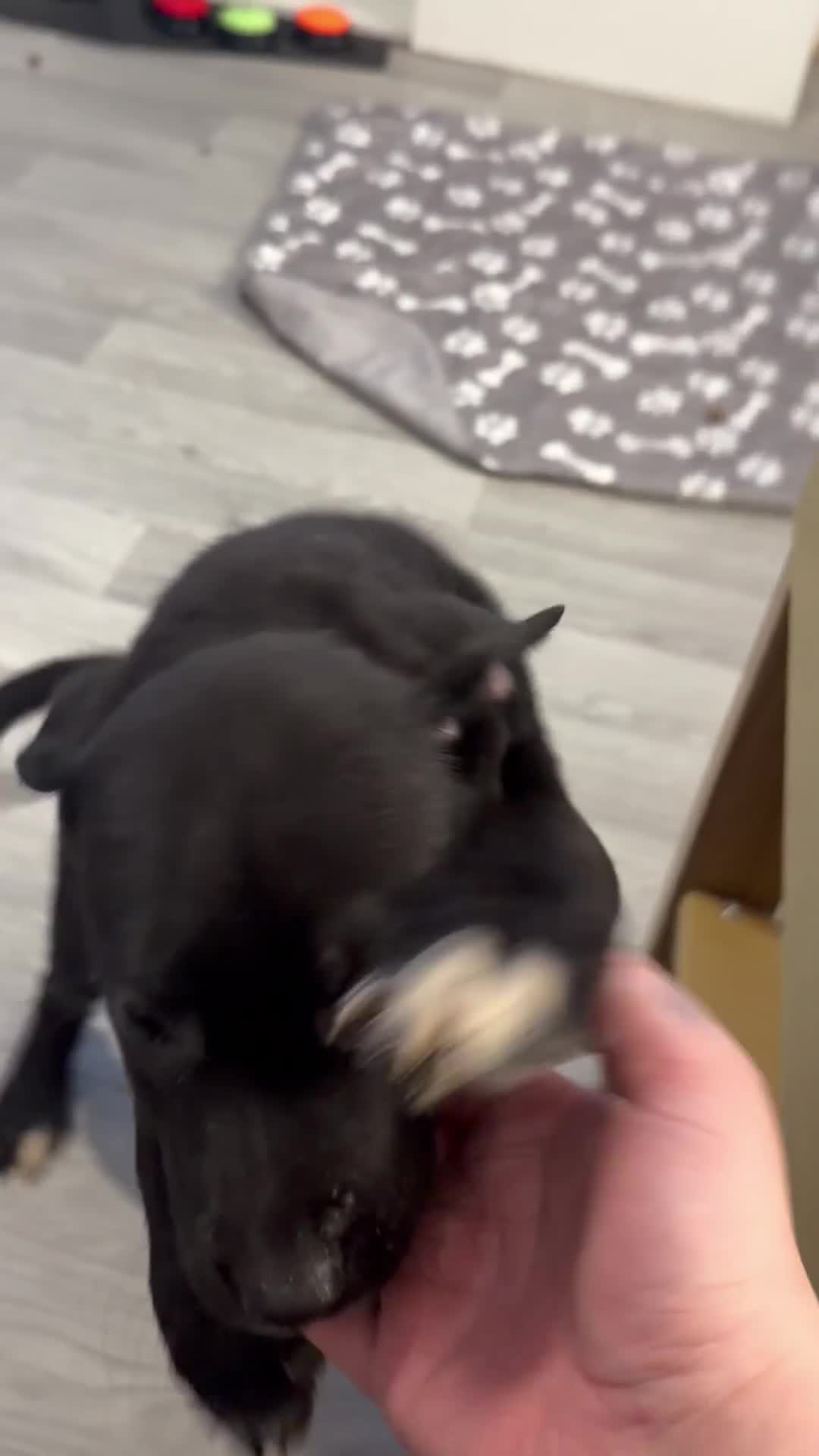 Borador dogs for sale: Border pups - Video 2