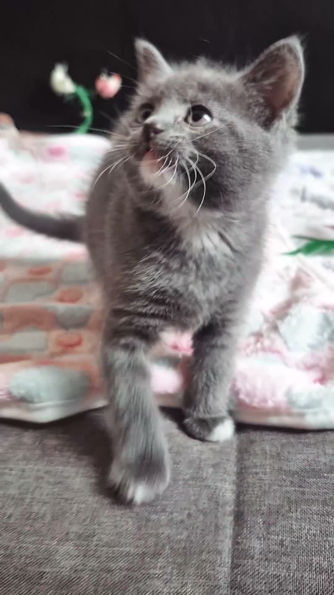 British Shorthair cats for sale: Beautiful Blue Shorthair Kittens - 2 Girls Left - Video 1
