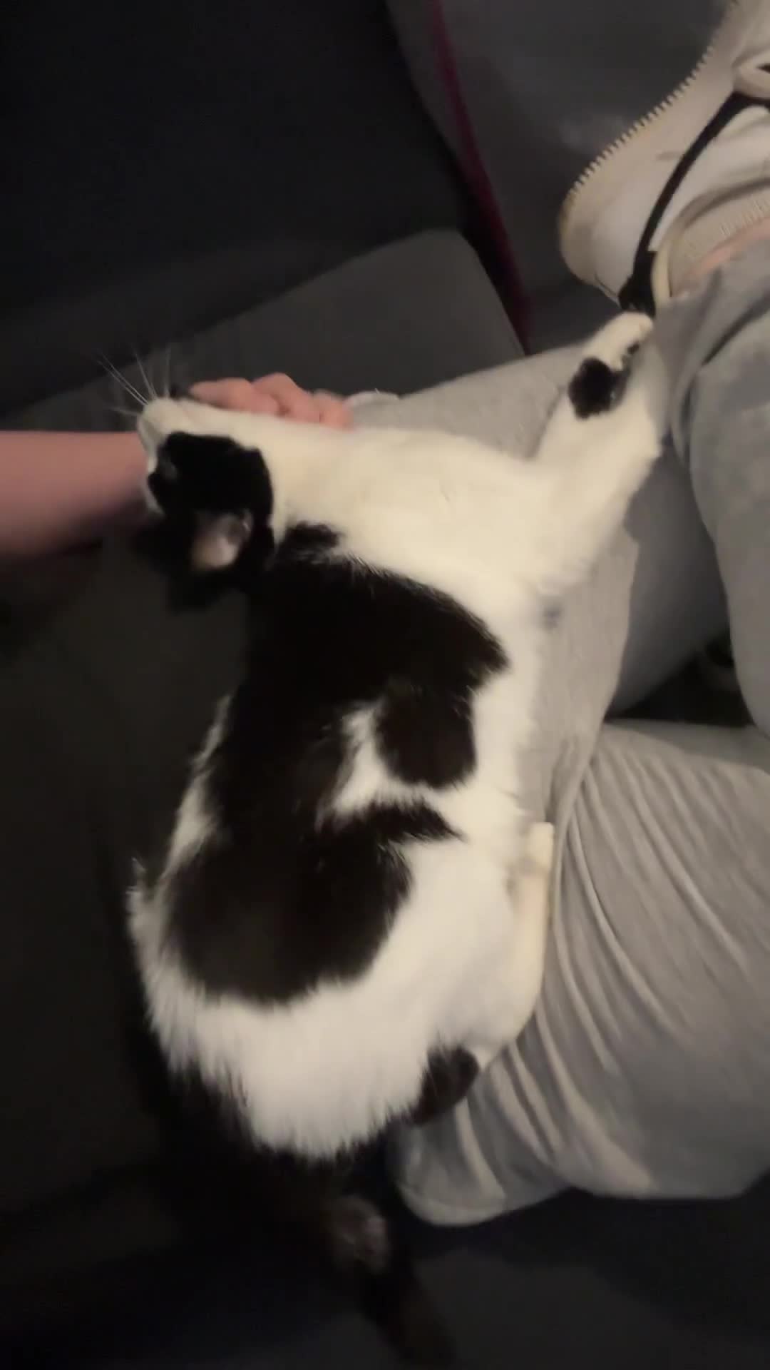 Domestic Shorthair cats for sale: Lucy & Simone in Knebworth - Video 1