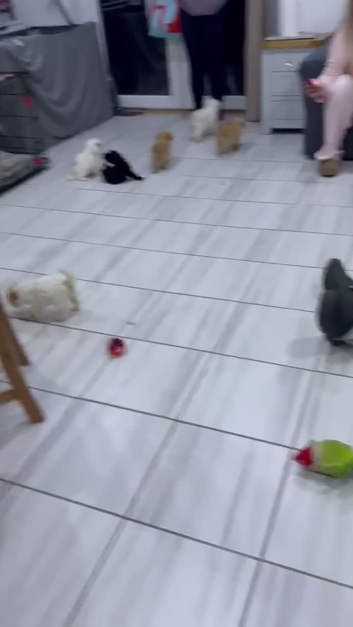 Cockapoo dogs for sale: 👀READY TO GO NOW👀 TINY TEDDYBEAR COCKAPOO'S  - Video 1