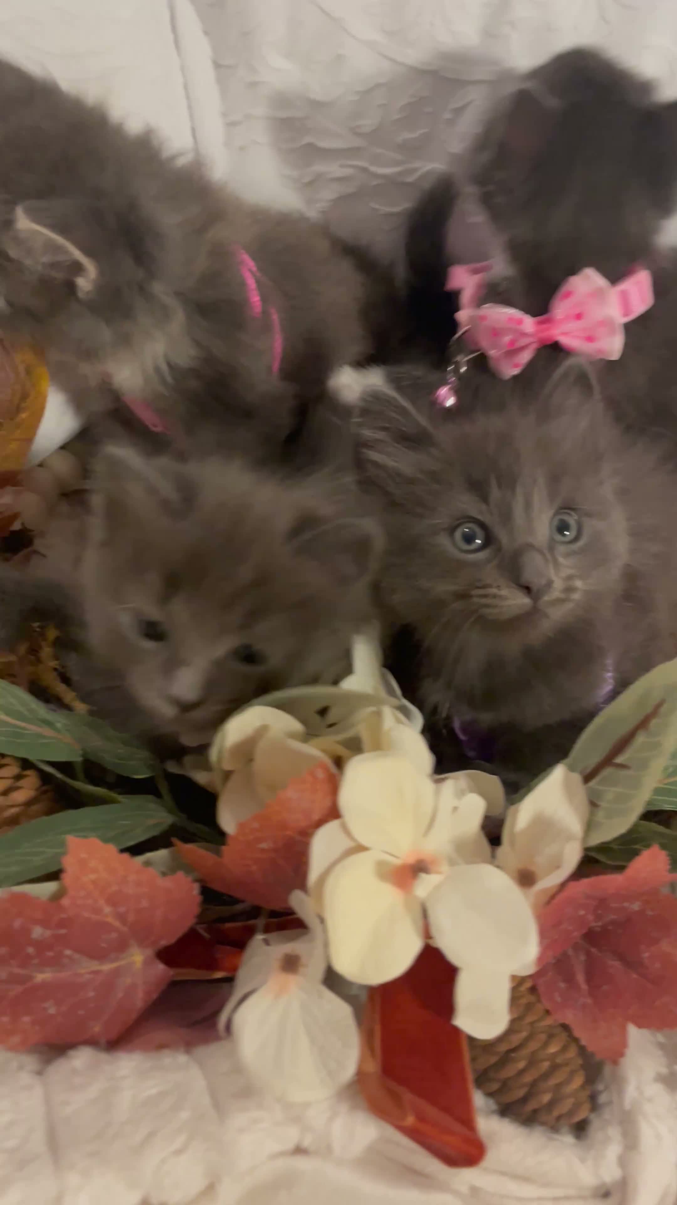 Ragdoll cats for sale:  Blue Ragdoll X Beautiful Fluffy Kittens  - Video 2