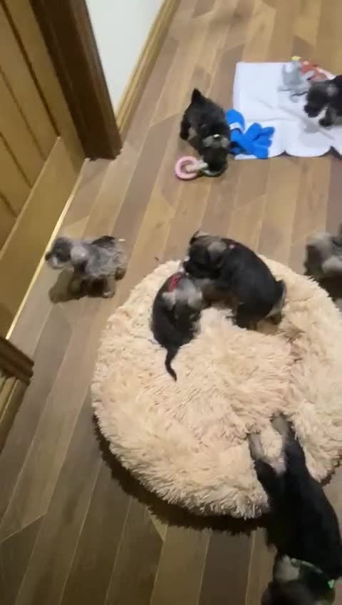 Miniature Schnauzer dogs for sale: Miniature schnauzer puppies  - Video 1