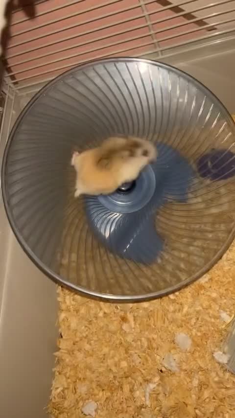 Hamster rodents for sale: Roborocski hamster  in Barnsley - Video 2