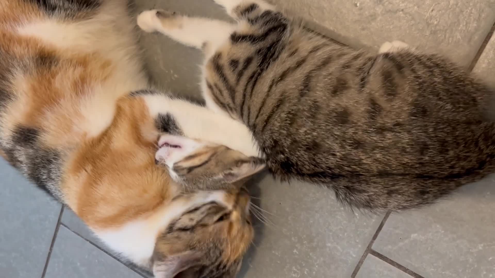 British Shorthair cats for sale: One female kitten for sale - Video 2