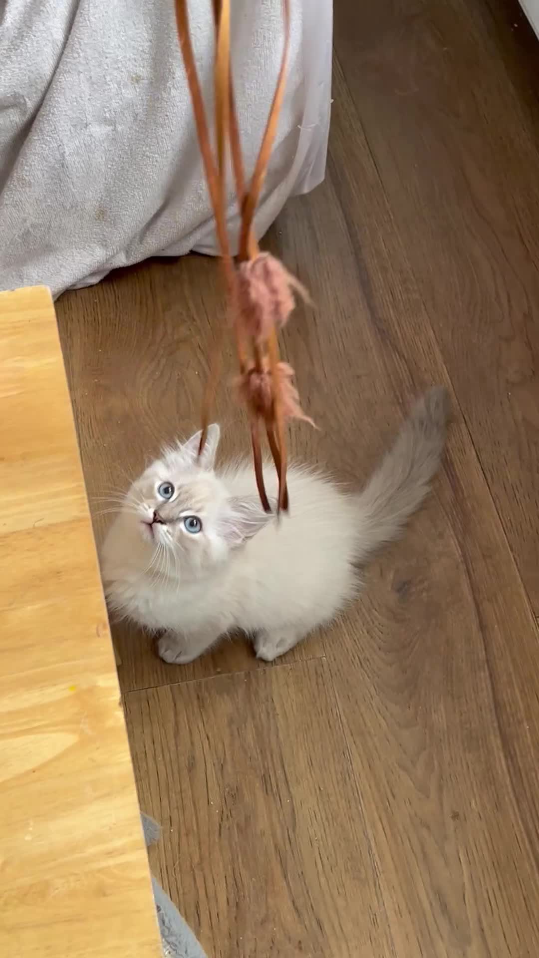 Siberian cats for sale: Amazing Siberian Neva Masquerade/Ragdoll kittens  - Video 4