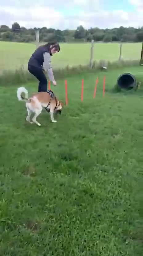 Mixed Breed dogs for adoption: Atlas is a gorgeous 1 Year old boy in Motherwell - Video 2