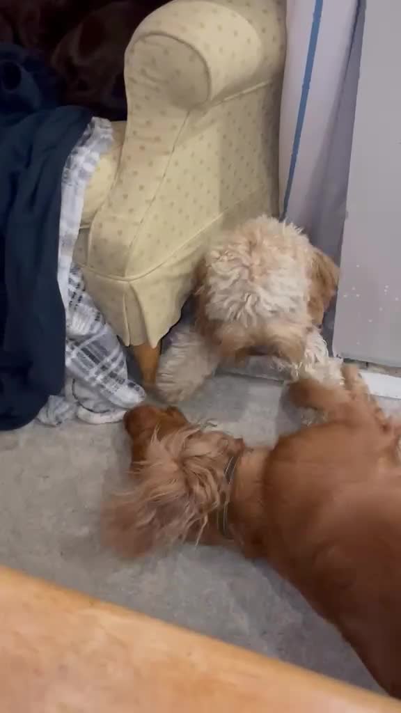 Cockapoo dogs for sale: Teddy Bear Type Miniature Cockerpoo's. - Video 1