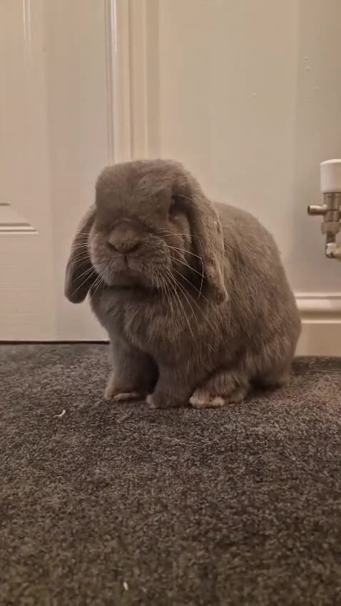 Mini Lop rabbits for sale: Lola & Frappe !!MUST GO TOGETHER!!🩷 - Video 1