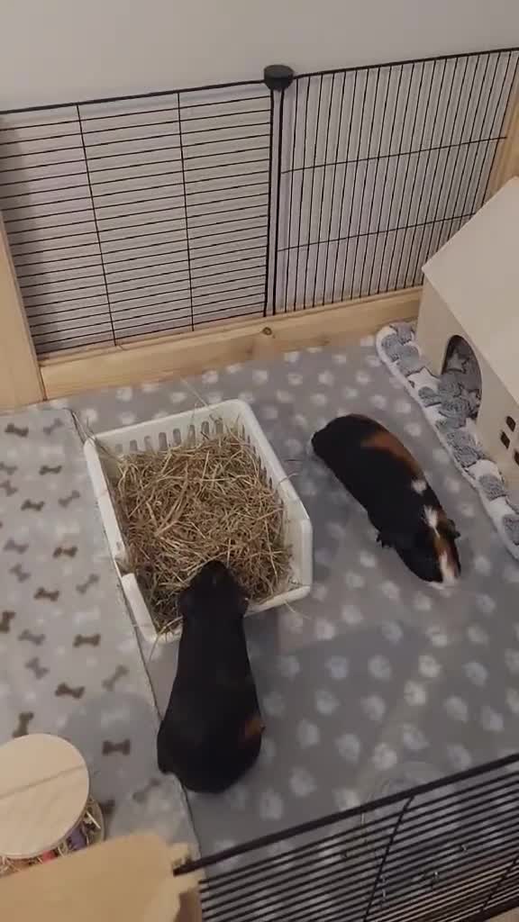 Guinea Pig rodents for sale: Adorable Guinea Pigs Looking for loving Home in Welwyn Garden City - Video 2