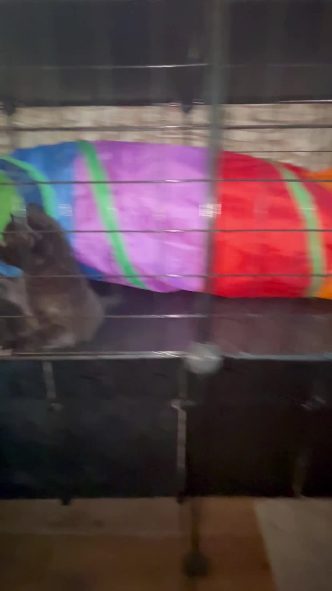 Bombay cats for sale: Bombay Kittens – 3 Boys & 3 Girls Available  - Video 1