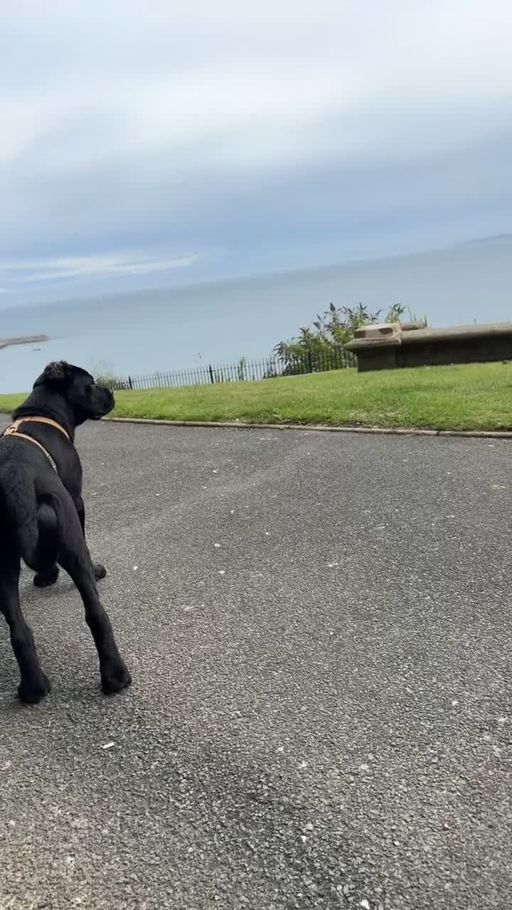 Cane Corso dogs for sale: Cane corso for sale  - Video 2