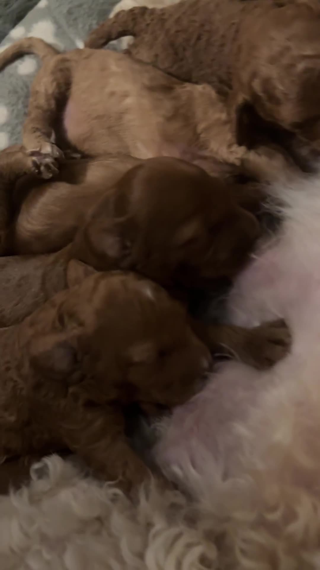 Cockapoo dogs for sale: Cockapoo puppies in Preston - Video 1