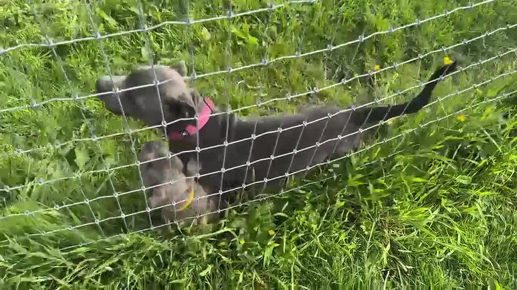 Staffordshire Bull Terrier dogs for sale: KC Registered Staffy Puppy (Last Girl!) - Video 5