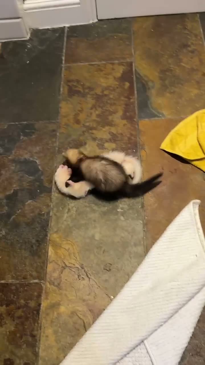 Ferret rodents for sale: 2x Ferrets looking for a loving home - Video 1