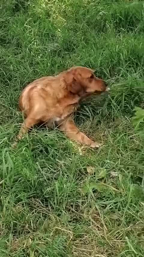 Golden Retriever dogs for sale: Stunning KC registered dark puppies - Video 1