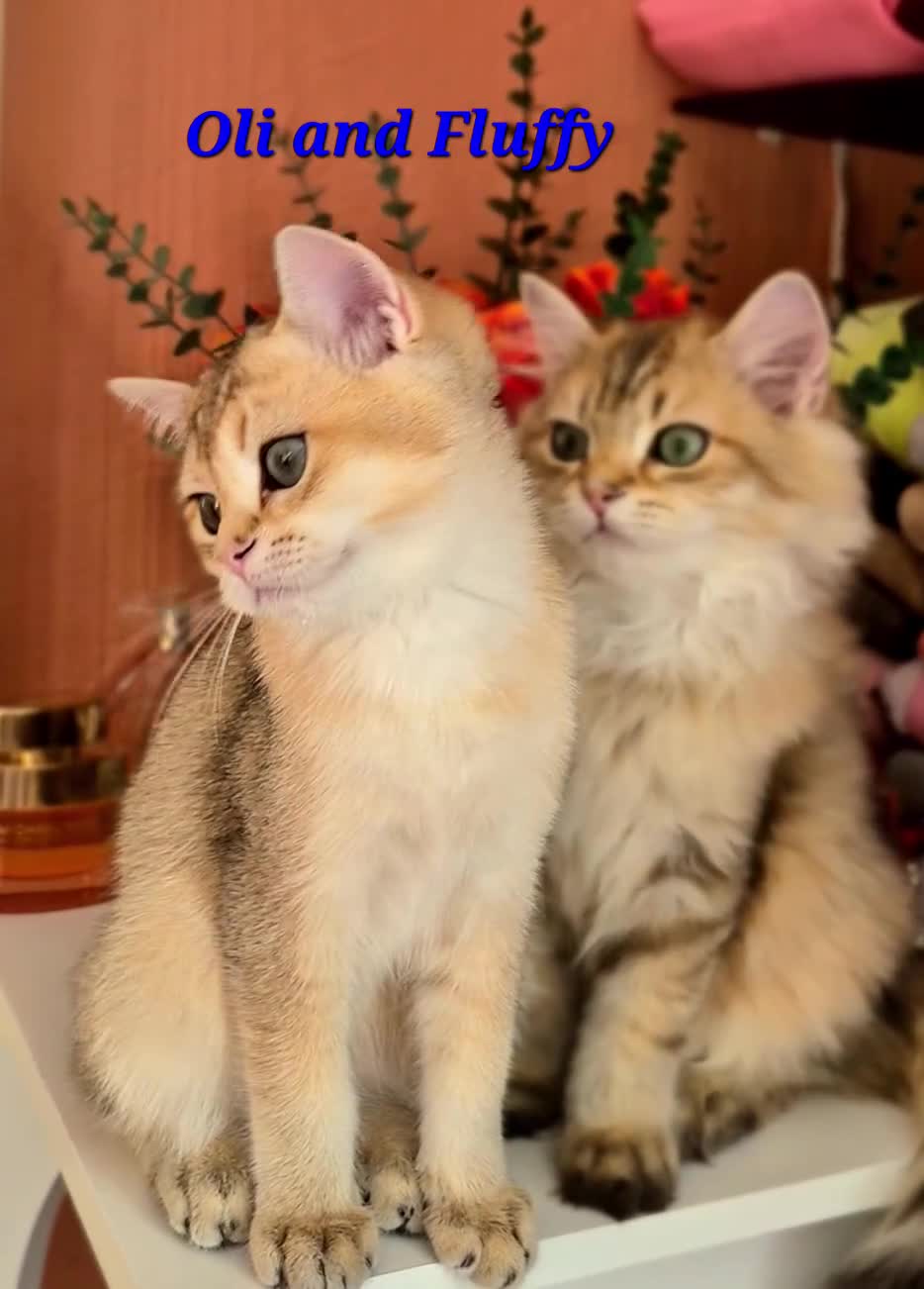 British Longhair cats for sale: British Longhair/Shorthair black golden shaded  - Video 2