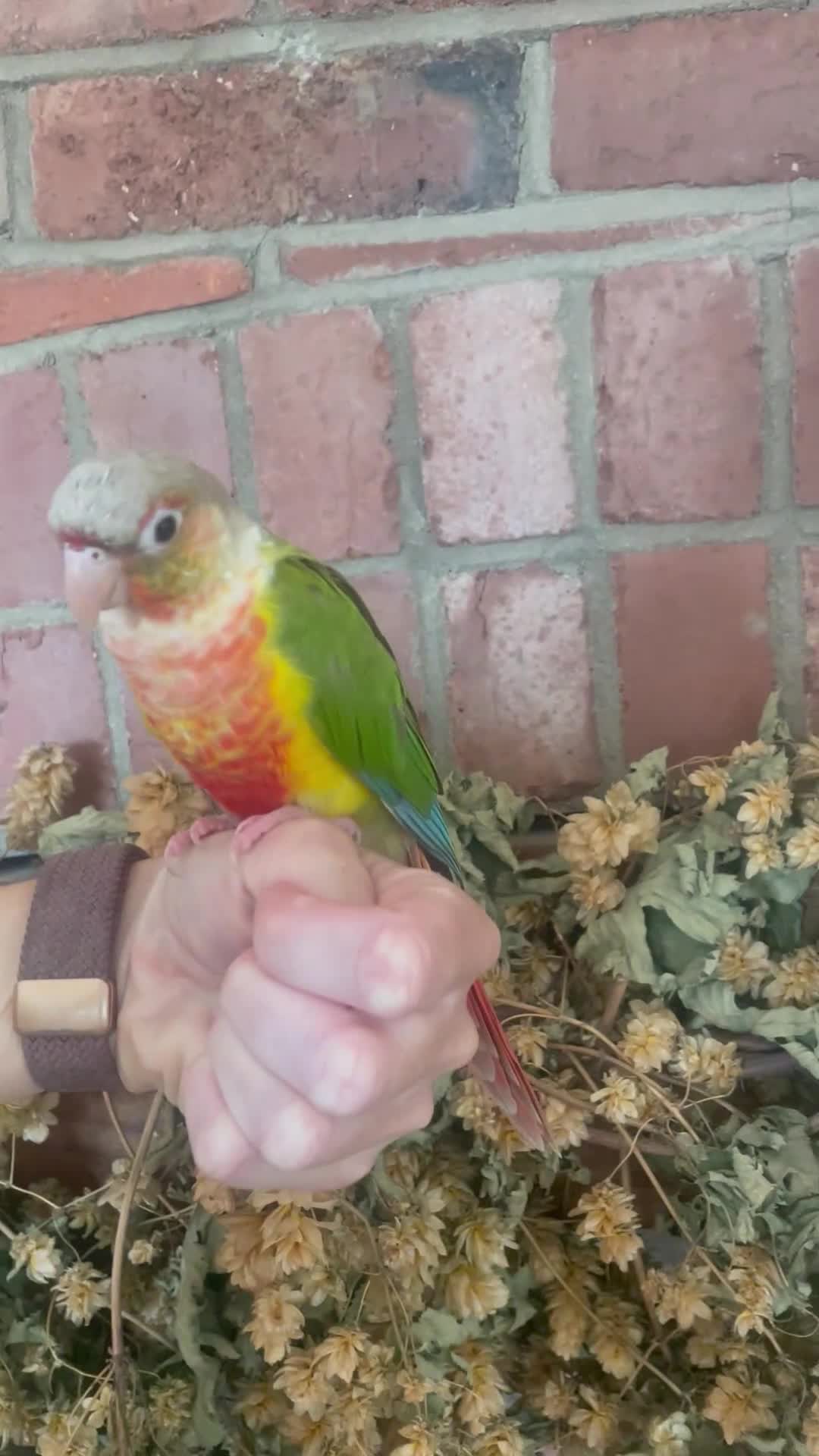 Conures birds for sale: Pineapple Green Cheek Conure  in Montgomery - Video 1