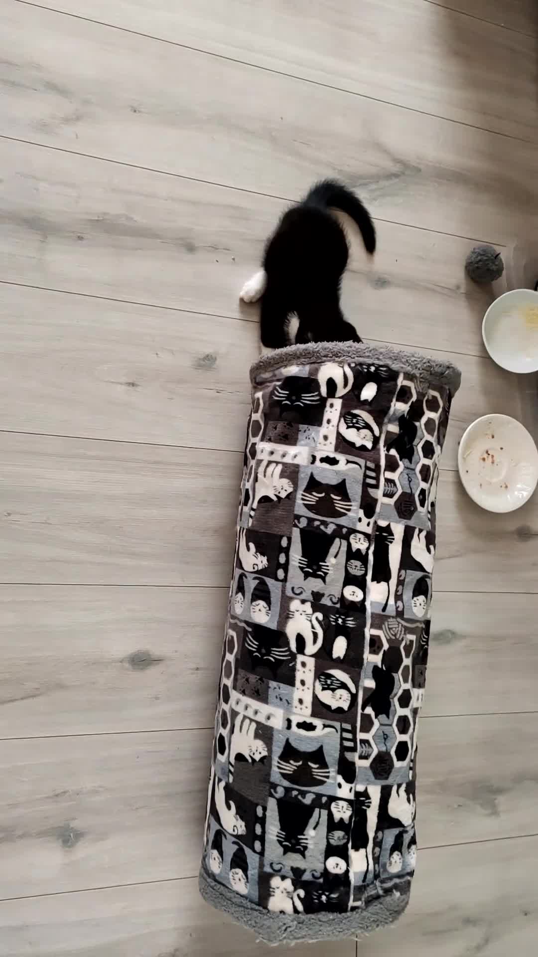 Mixed Breed cats for sale: Loving kittens are looking for a new home - Video 1