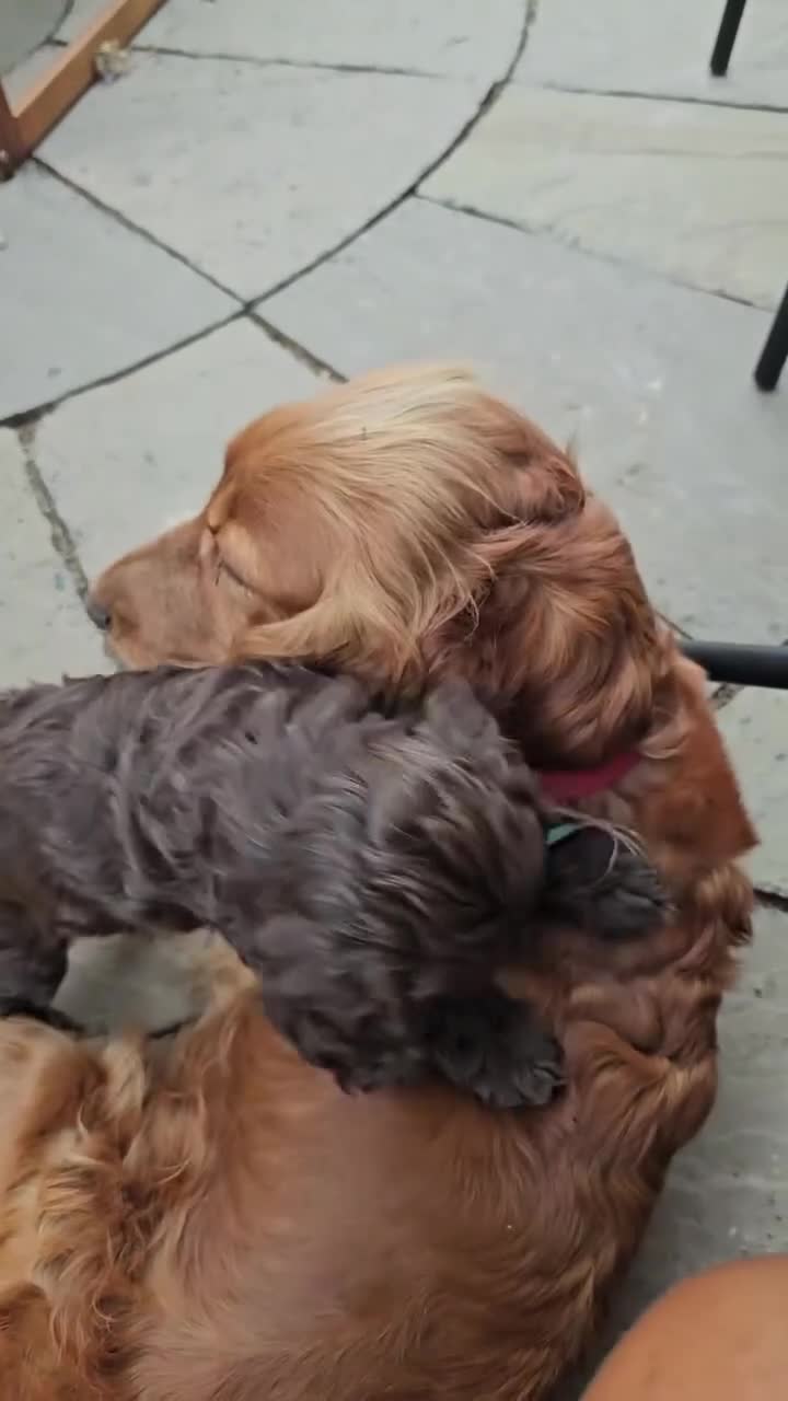 Cockapoo dogs for sale: 2 GIRL F1 COCKAPOOS  - Video 2
