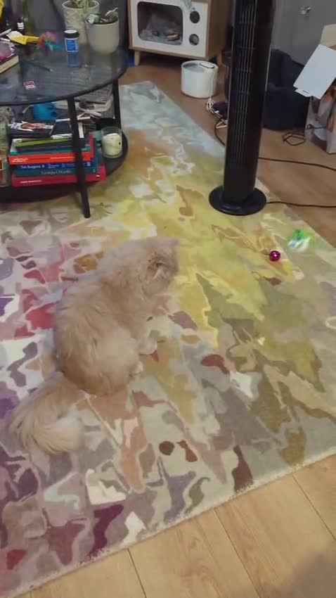 Persian cats for adoption: SIMBA TYPICAL PERSIAN BOY BEAUTIFUL MEDIUM ENERGY  - Video 3