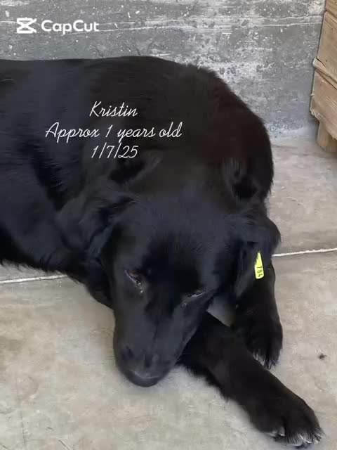 Mixed Breed dogs for adoption: Kristen, 1 yr approx. Available for adoption. in Brixham - Video 2