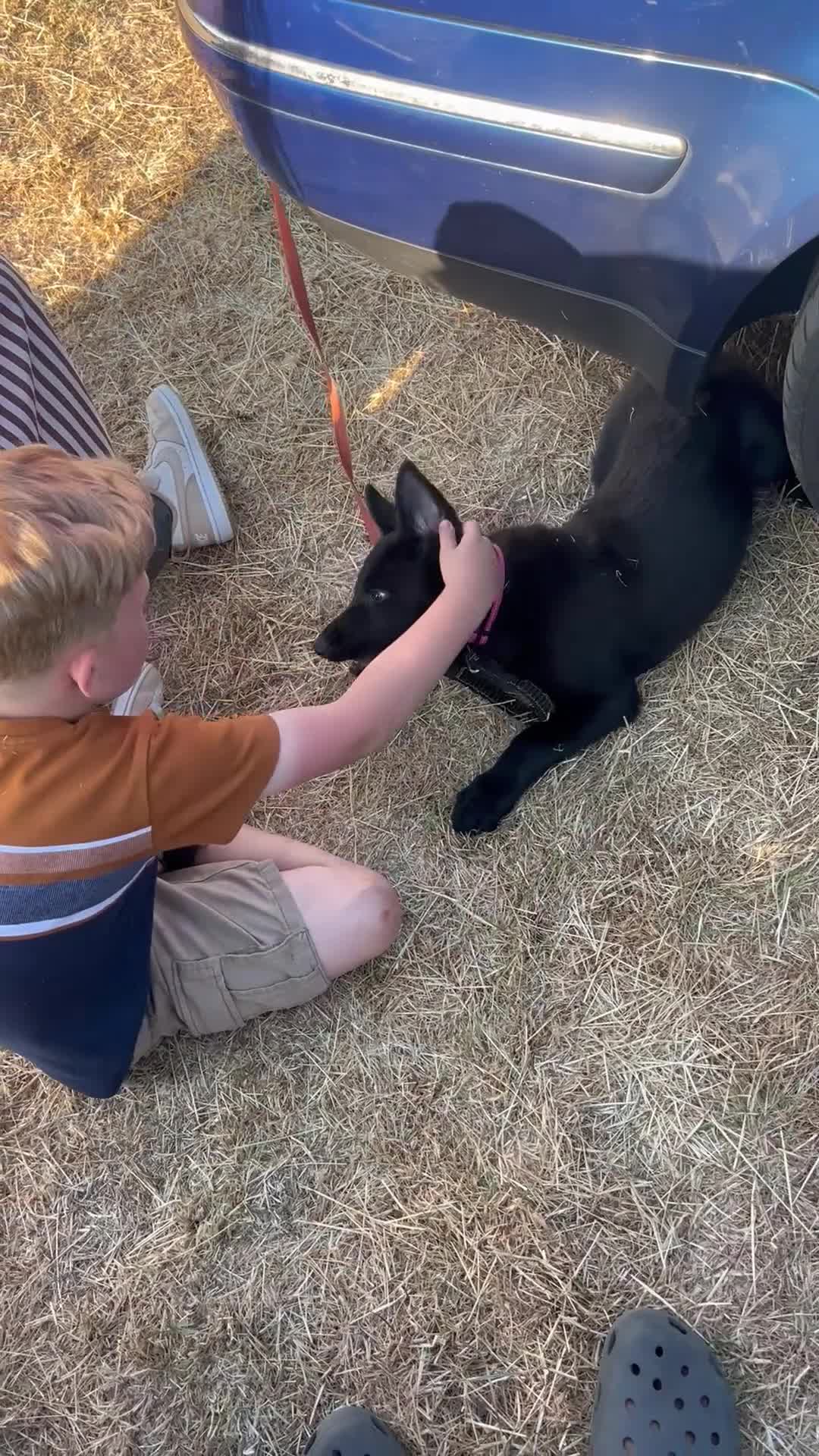 Mixed Breed dogs for sale: German Shepard X Malinois puppy  - Video 2