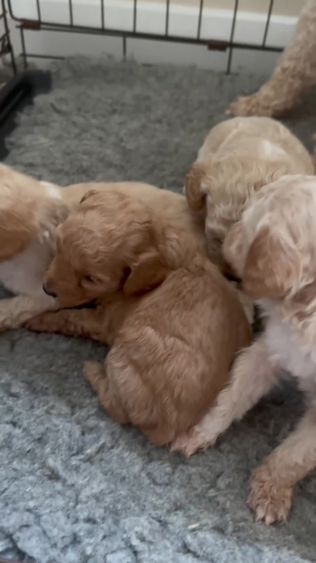 Poodle dogs for stud: Elvis - Apricot poodle in Blyth - Video 1