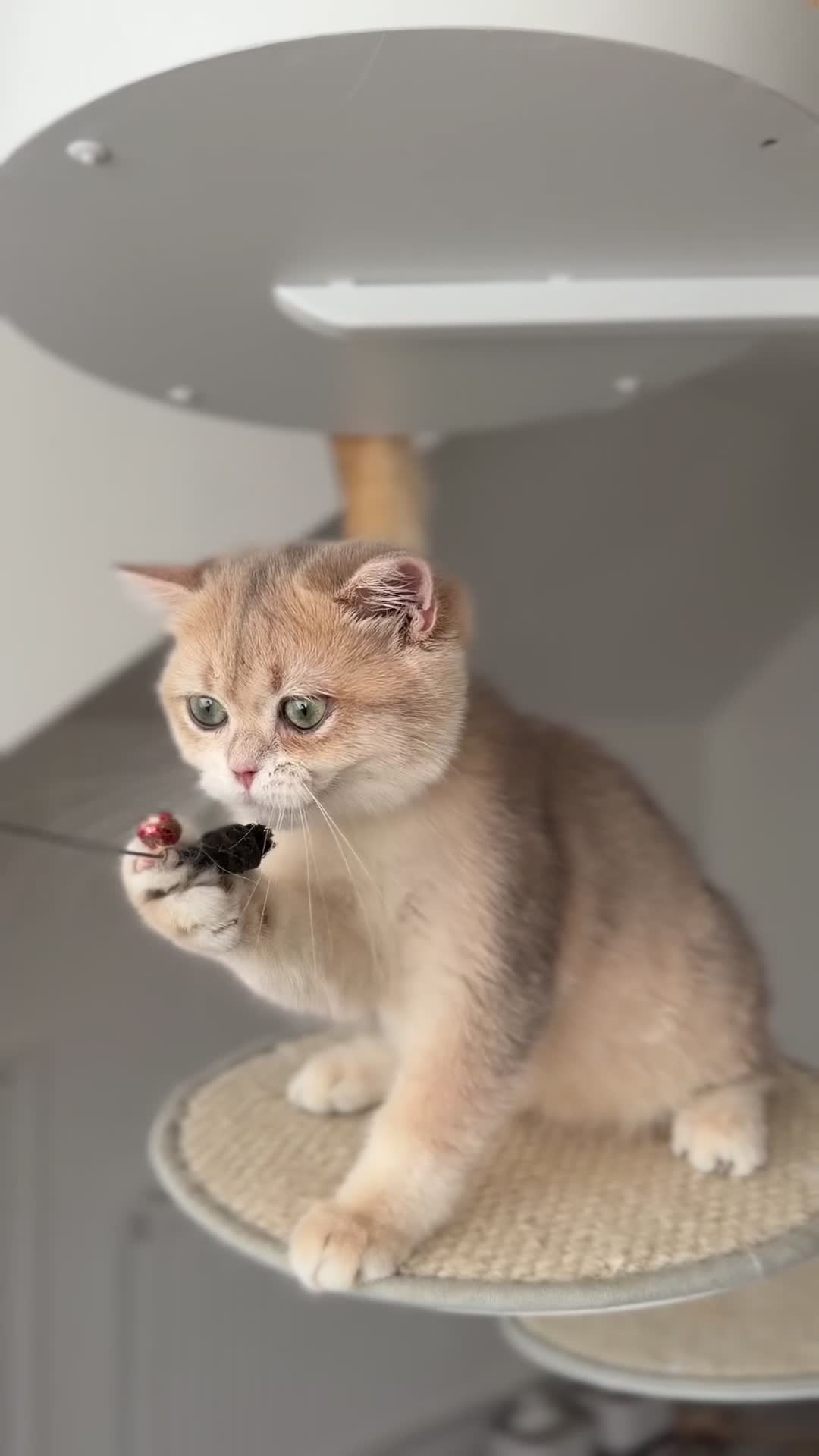 British Shorthair cats for sale: Blue Golden British Shorthair boy 💙 - Video 1