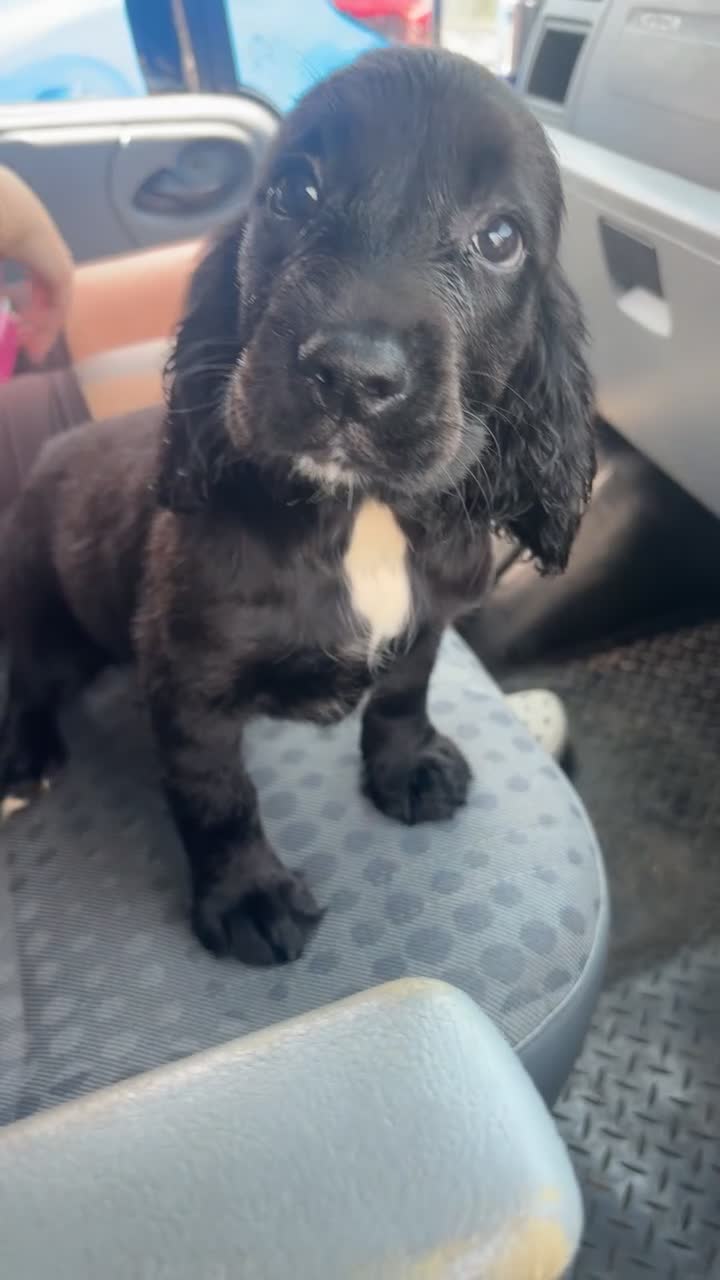Cocker Spaniel dogs for sale: Lovely cockerspaniel puppy  - Video 1