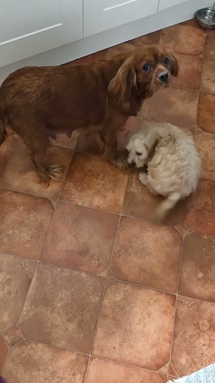 Cavapoo dogs for sale: Cavapoo Pups Bred From Health Tested Parents - Video 1